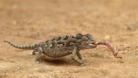 Namaqua Chameleon | Lizard, Chameleon, Turtle