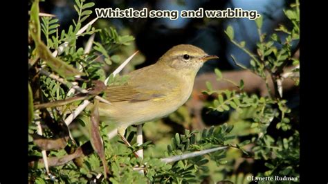 Willow Warbler song - YouTube