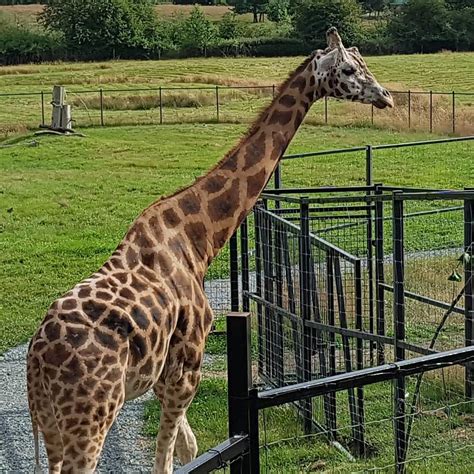 Giraffe in Enclosure Photograph by James Cousineau | Pixels