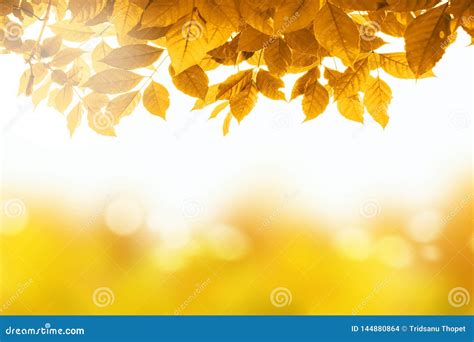 Autumn Leaves with Beautiful Bokeh Stock Photo - Image of concept, foliage: 144880864