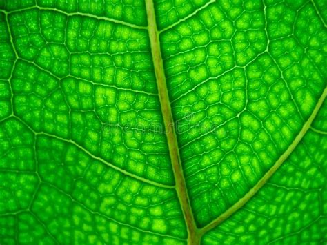 Leaf close up stock photo. Image of branch, sunlight, macro - 8373882