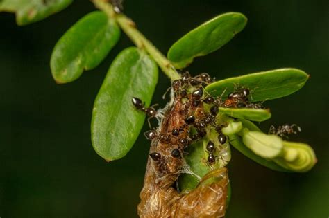 Do Ants Poop? Fascinating answer to one of the most puzzling questions!