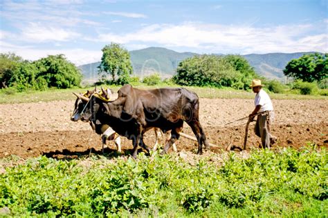 Photo of Oxen and Farmer by Photo Stock Source people, Dainzu, Oaxaca ...