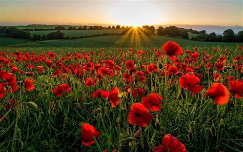 Download wallpapers poppy field, sunset, meadow, poppies, evening ...