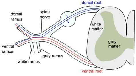 What is the Somatic Nervous System - Essential Functions Explained