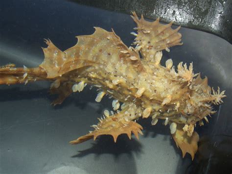 Real Monstrosities: Sargassum Fish