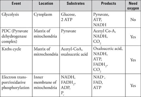 Cellular Respiration Reactants And Products Chart