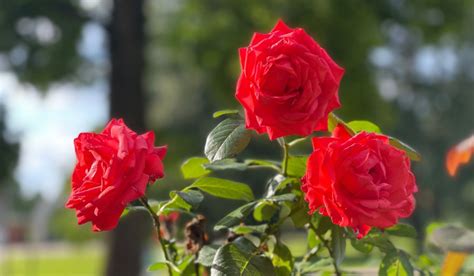 Rosa Chinensis - Plant Benefits, Care, And Maintenance Tips