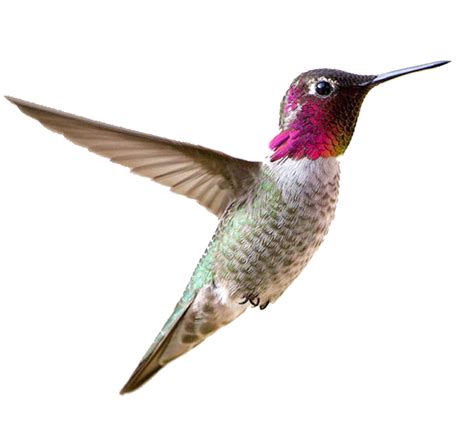 Real Flying Hummingbird Free Transparent Image HQ Transparent HQ PNG Download | FreePNGImg