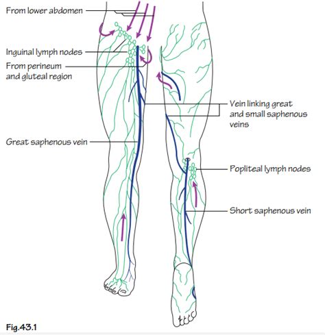 Where Do The Deep Inguinal Lymph Nodes Drain - Best Drain Photos Primagem.Org