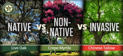 Invasive, Non-Native And Native Texas Tree Species Explained - Austin County News Online