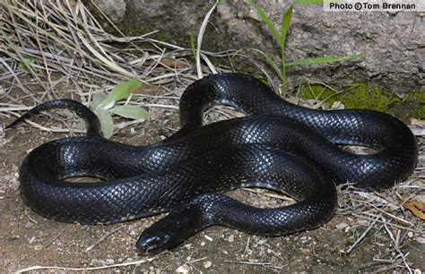 The Reptiles and Amphibians of Arizona