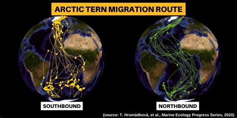 Why Do Arctic Terns Migrate? Where Do They Go?