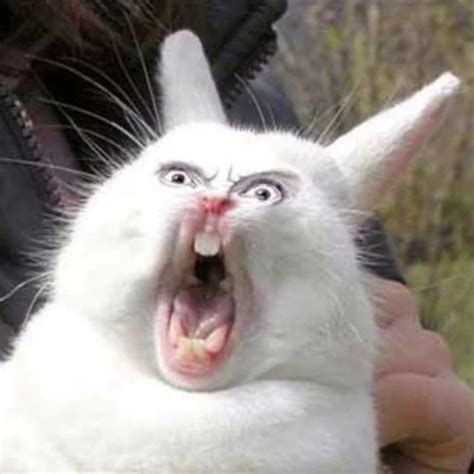 Screaming Rabbit meme : r/MemeRestoration