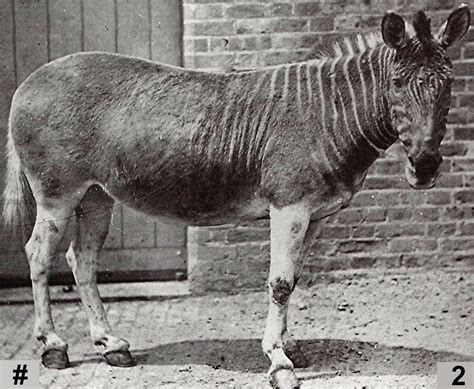 ShukerNature: A QUINTET OF QUAGGA PHOTOGRAPHS | Extinct animals, Rare animals, Endangered animals