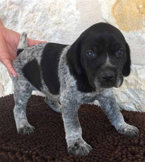 German Shorthaired Pointer Puppies For Sale | Wimberley, TX #244210