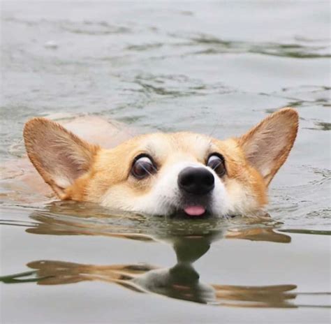 [100+] Funny Corgi Pictures | Wallpapers.com