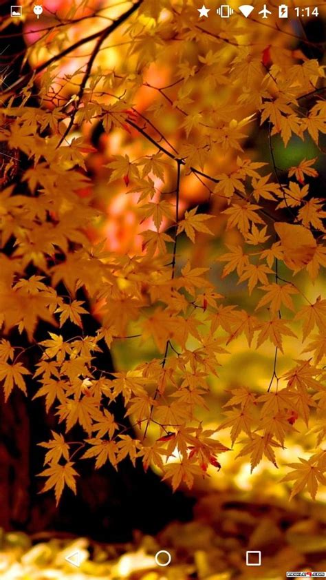 Fall Leaves Live Wallpaper 4k - Autumn Tree (#478178) - HD Wallpaper & Backgrounds Download