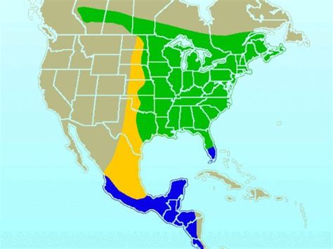 Hummingbirds migrate two times a year, once in the fall and then again in the spring. Spring ...