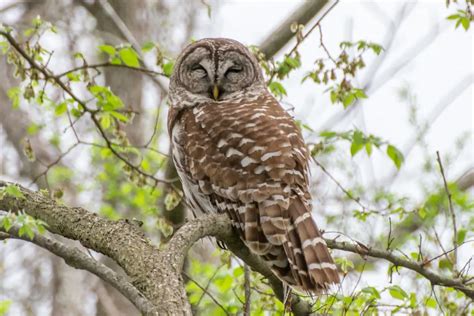 What Owls Live in the Central Texas Hill Country? | BirdingLocations