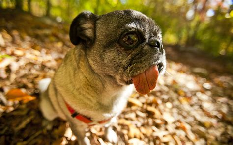 Fall Pug Wallpapers - Wallpaper Cave