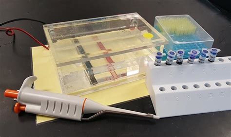 Investigation Gel Electrophoresis | Free Download Nude Photo Gallery