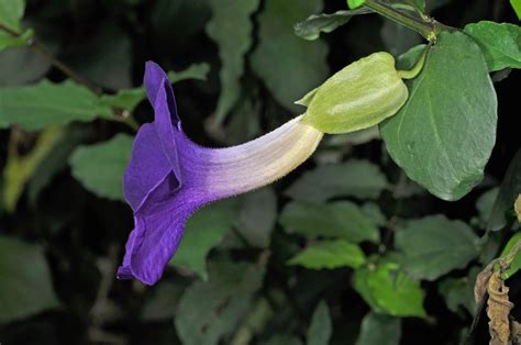 Thunbergia erecta (Acanthaceae) image 43654 at PhytoImages.siu.edu