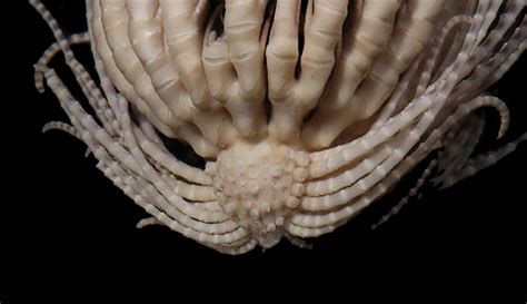 Bizarre, alien-like creature discovered deep in Atlantic Ocean has 20 gangly arms | Live Science