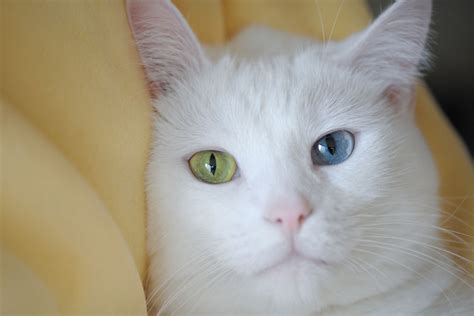 The Cutest Cats With Heterochromia — And Why They Have It