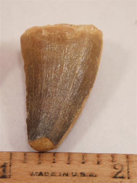 DINOSAUR TEETH FOSSILIZED FOSSIL