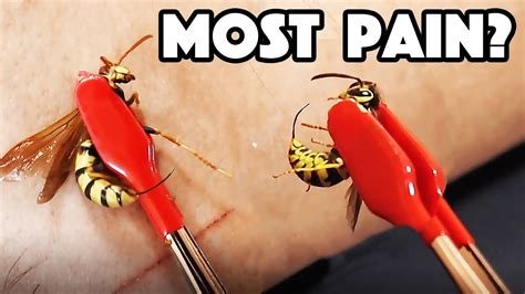 HORNET STING Vs WASP STING! Which hurt WORST?! - YouTube