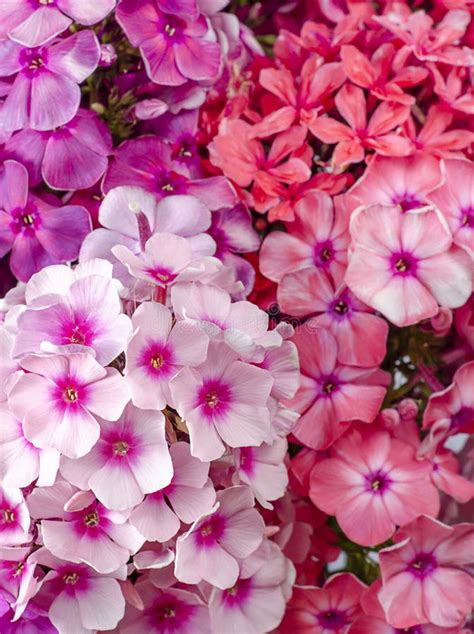 Carpet Phlox Vertically Removed Stock Photo - Image of floral, color ...