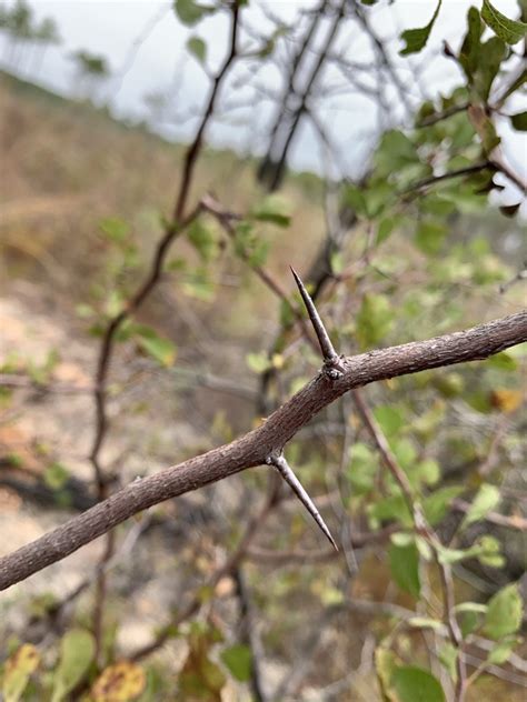 Hawthorn Tree Thorns Pictures - Janainataba