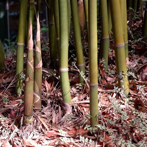 Graceful Bamboo Plants for Sale – FastGrowingTrees.com