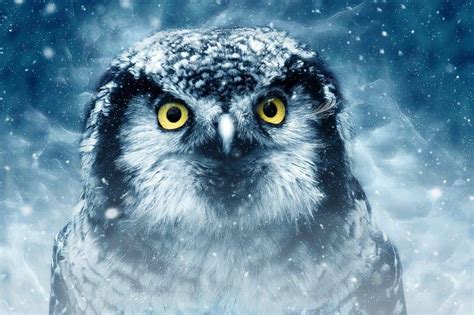 The OWL SPIRIT ANIMAL Ultimate Guide (Meanings & Symbolism)