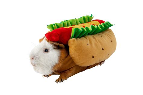 No Tricks Here! These Guinea Pig Halloween Costumes Are All Tiny Treats