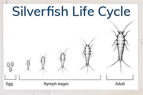 Silverfish - My AIPM