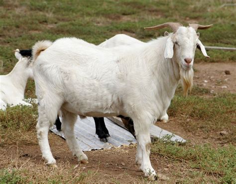 Sebelum Membeli Kambing Kurban, Baiknya Perhatikan Penjelasan Berikut