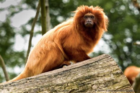 Golden lion tamarin monkeys