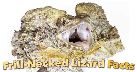 Frill-Necked Lizard Facts & Pictures: Discover Australia's Frilled Lizard