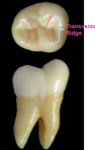 Permanent posterior teeth Flashcards | Quizlet