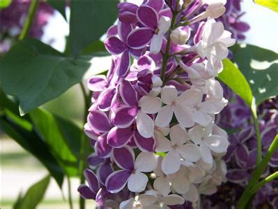 New Hampshire State Flower Purple Lilac Pictures