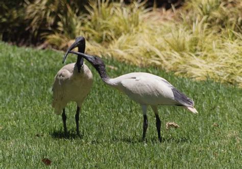 Ibis Symbolism: 11 Spiritual Meanings of Ibis