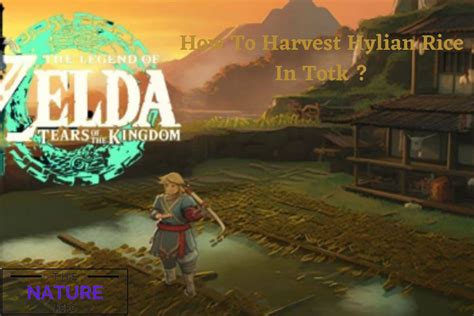 How To Harvest Hylian Rice In TotK? - The Nature Hero