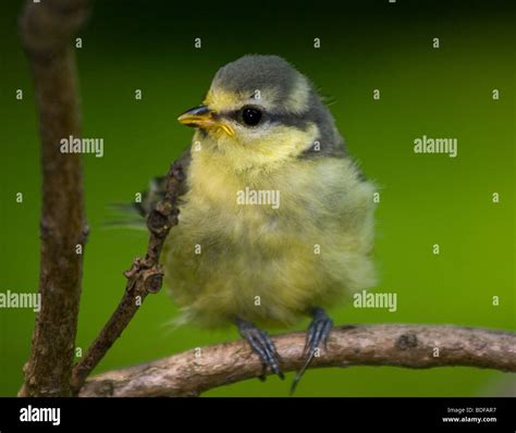 Wild bird in a natural habitat. Wildlife Photography Stock Photo - Alamy