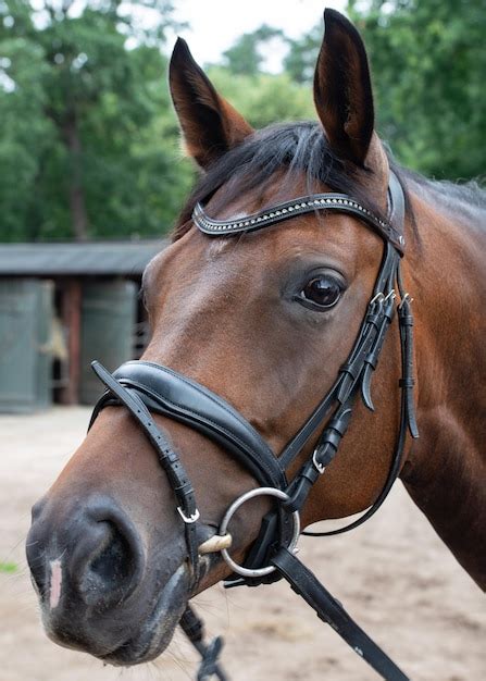 Premium Photo | Portrait photograph of a horse while grazing in the pasture