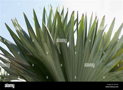 fan palm leaves Stock Photo - Alamy