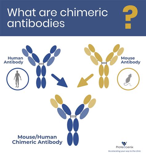 Humanized Monoclonal Antibodies