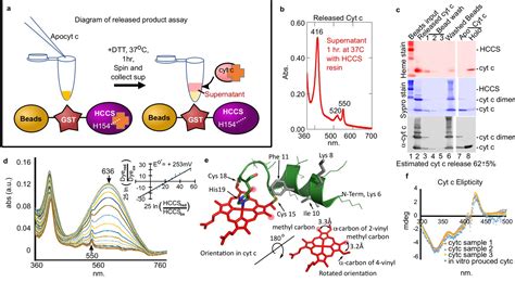 Figures and data in In vitro reconstitution reveals major differences ...