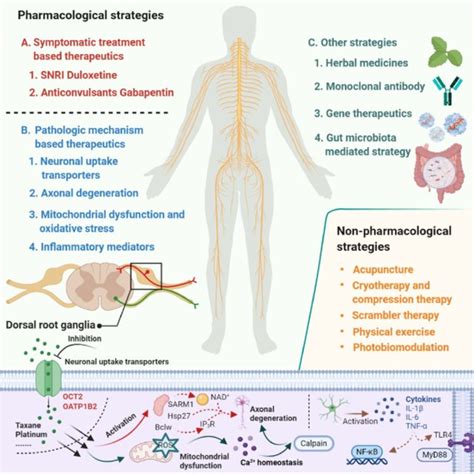 (PDF) Emerging Pharmacological and Non-Pharmacological Therapeutics for ...